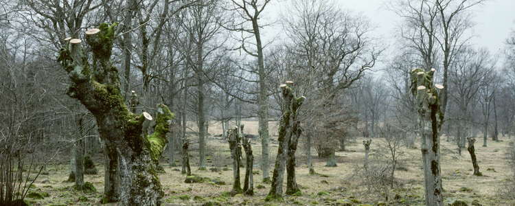 Hamlade träd.  Foto: Johan Nitare