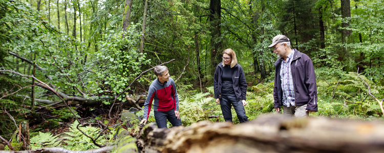 En skogskonsulent och två skogsägare tittar tillsammans på en fallet dött träd i en bokskog.   Foto: Jenny Leyman