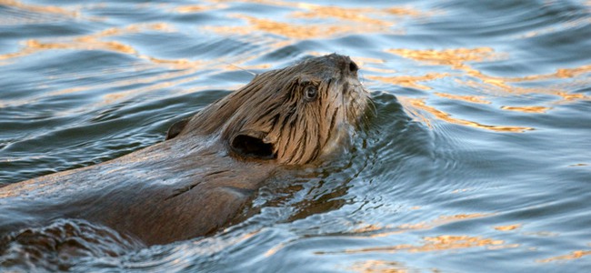 Swimming beaver. Foto: Mostphotos