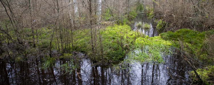 Sumpskog på Skogsstyrelsens kursgård i Gammelstorp, ca 16 km norr om Ronneby, Blekinge. Norra delen av fastigheten.  Foto: Ola Runfors