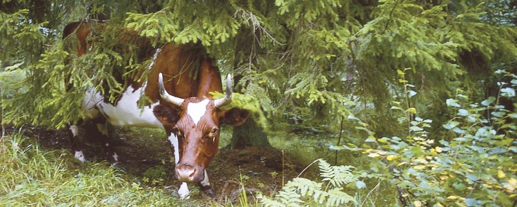 Ko som betar i skogen.  Foto: Johan Nitare