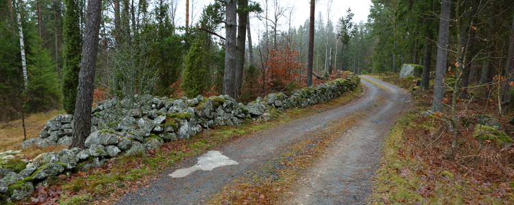 Äldre stenmur som löper utmed skogsbilväg. Foto: Ulf Lindroth