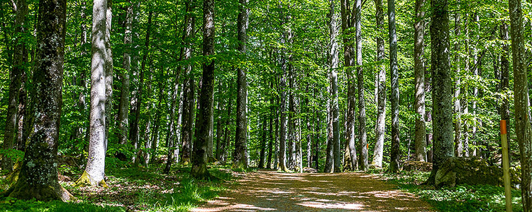 Gröna träd i Brunnsskogen. Foto: Yaman Albolbol