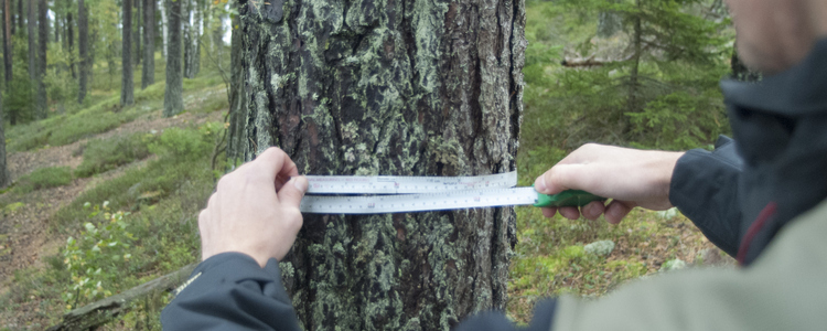 En man mäter omkretsen på ett träd med ett måttband. Foto: Michael Ekstrand