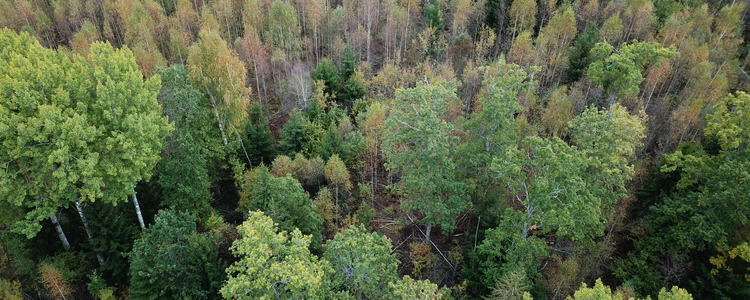 Drönarbild över småländsk skog på hösten. Foto: Jessica Bengtsson