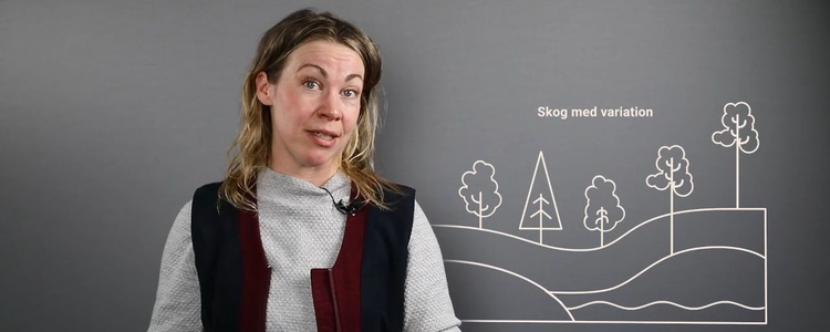 Skärmdump från filmen Bra att veta om  riskspridning och variation med Erica Björndotter, Skogsstyrelsen.  Foto: Camilla Zilo