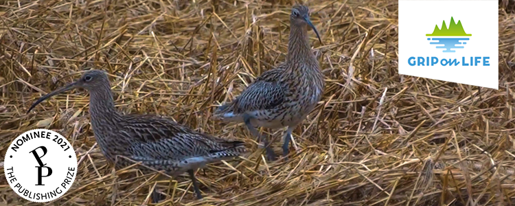 A picture of two common curlews, from Grip on Life's film Wetlands.s-emblem på engelska.  Foto: Bitzer productions AB