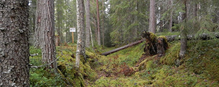 Skog med mycket grön mossa. I bakgrunden finns en skylt som berättar om demonstrationsområdet.