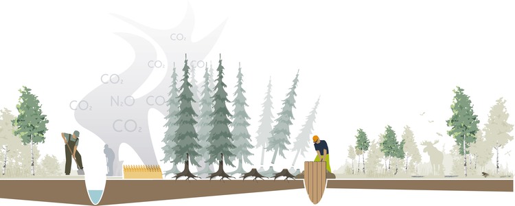 Illustration av som symboliskt visar en tidslinje över skogens förändring vid återvätning med dikesplugg.
