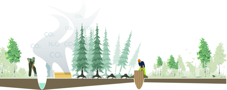 Illustration som visar en tidslinje över återvätning, från grävning av dike till pluggning av dike och den sumpskog som sedan växer upp