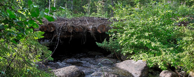 Porlande bäck i blandskog. I fokus  syns lövträden samt en tillfällig virkesbro för skogsmaskiner.
