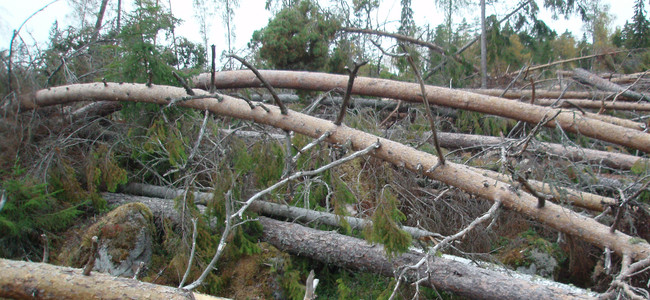 Stormfälld skog.  Foto: Josefina Sköld