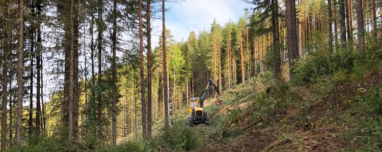 Pågående avverkning i brant erosionskänslig terräng där hänsyn tas för att minska risken för ras och skred. Foto: Nicola Karlsson