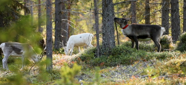 Betande renar. Foto: André Nyström