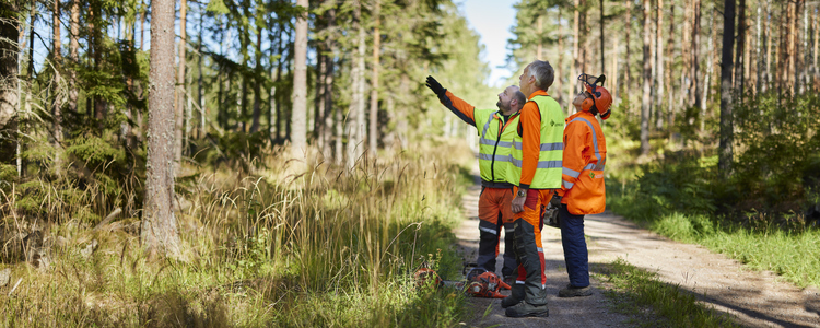 Tre personer står i varselkläder på en skogväg och tittar och pekar upp mot träden.