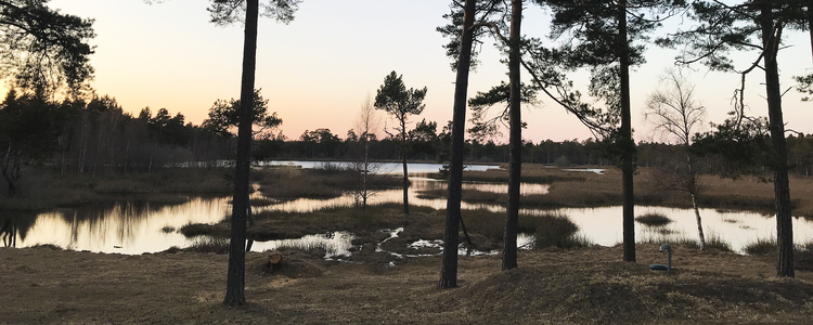 En våtmark med tallar som växer längs våtmarkens kant. Solen är på väg ner och himlen är svagt rosa.  Foto: Amanda Overmark