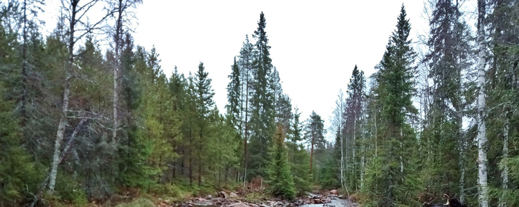 Karlsbäcken i Lögdeälven, Västerbotten, efter restaurering. Foto: Tobias Eriksson
