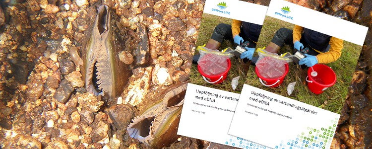 Bild på framsidan av rapporten "Uppföljning av vattendragsåtgärder med eDNA". I bakgrunden syns två flodpärlmusslor. Foto: Elin Götzmann