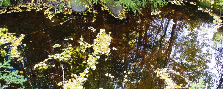 Mörkt skogsvatten - kanske en källa - speglar himlen och omgivande skog.