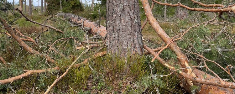 Vindfällen efter stormen Dave, påsk 2026. Foto: Ulrika Kraft Stenlund