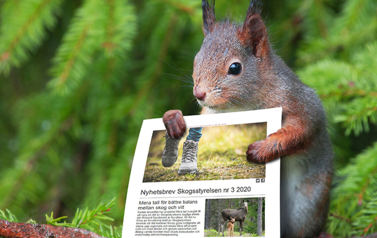 Bildkollage där en ekorre puffar för nyhetsbrev