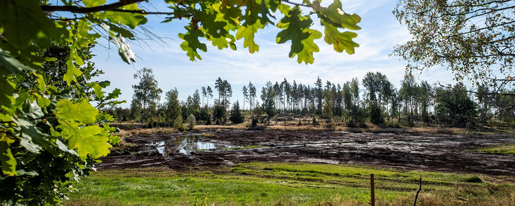Vy över pågående restaurering av en våtmark. I förgrunden en ek med gröna löv.