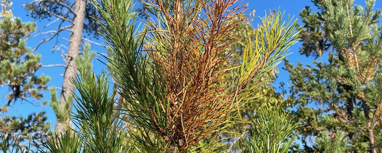 Tall angripen av diplodia.