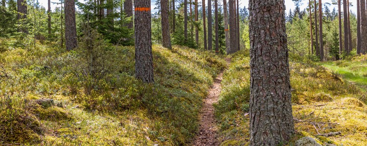 Stig i solig tallskog. Foto: Lars Johansson, MostPhotos