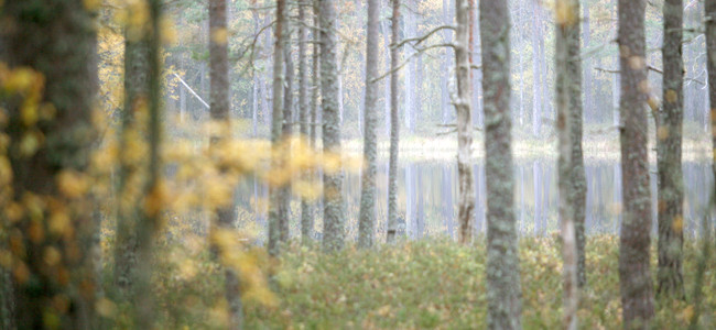 Tjärn i skog.  Foto: Camilla Zilo