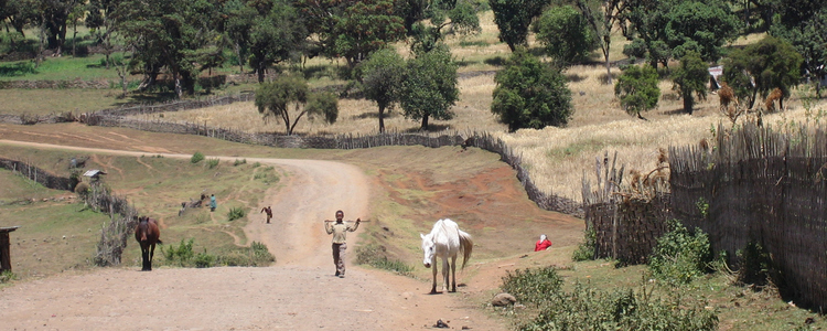 Highland agroforestry in Bale mountains, Ethiopia