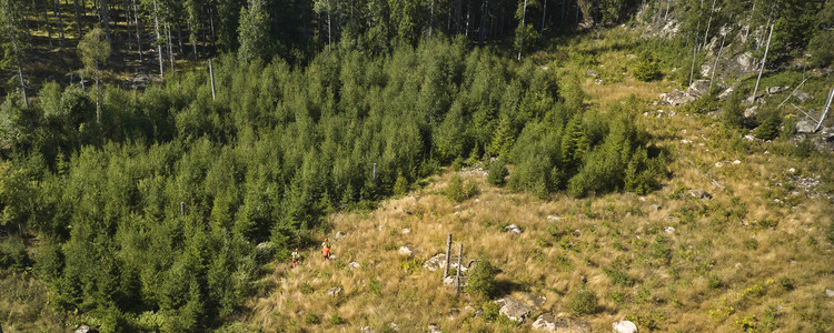 Drönarbild över skogsområde. Foto: Patrik Svedberg
