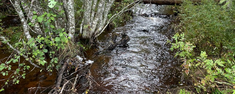 Mindre bäck slingar sig fram i frodig grönska.