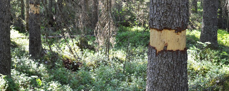 Ett ringbarkat träd på demonstrationsområdet om naturvårdande skötsel vid Hällfors, Byske.