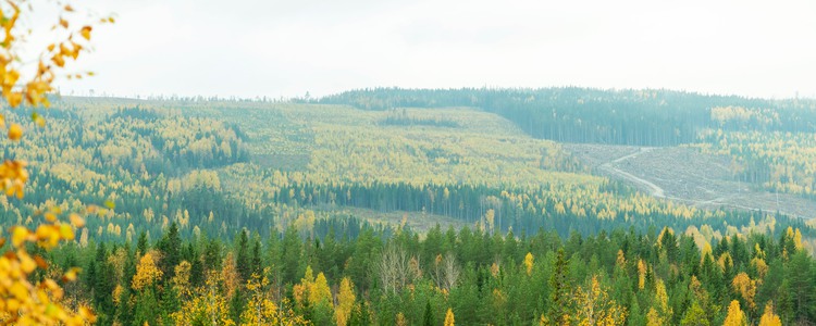 Höstlandskap. Foto: Åke Sjöström