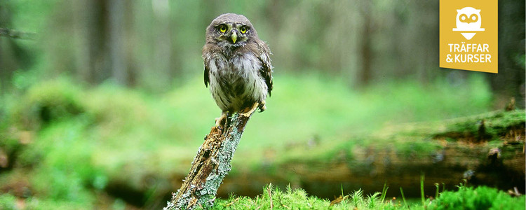 Ett foto på en uggla som sitter på en nedfallen gren bland mossan på marken i skogen. I högra hörnet en logotyp för Skogsstyrelsens Träffar och kurser. Foto: Kenneth Johansson