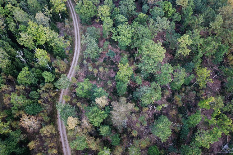 Drönarbild över halländsk skog sommartid. Foto: Jessica (Bengtsson) Johansson