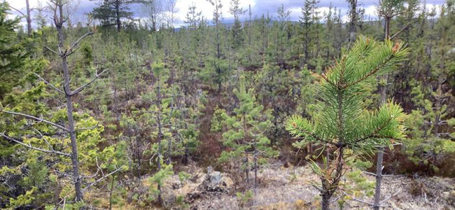 Älgbetad tallungskog vid Mörttjärnarna, Långå, Härjedalen. Foto: Maria Syrjälä
