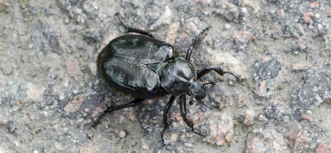 Den rödlistade skalbaggen Läderbagge. Foto: Kennerth Kullman, Mostphotos