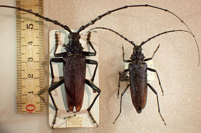 Större ekbock. Till vänster stor hane med jättelånga antenner samt till höger relativt liten hona med kortare antenner.