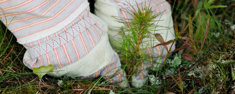 Närbild på händer som planterar en granplanta.  Foto: Barbro Wickström
