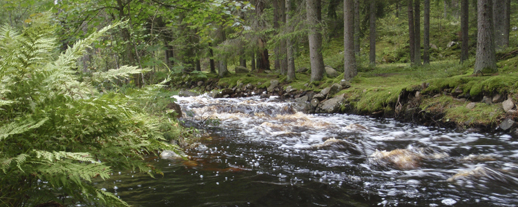 Forsande bäck i skog.  Foto: Josefina Sköld