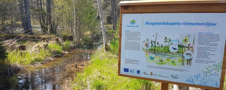 En informationsskylt om skogslandskapets våtmarker på demoslingan Sandvadsbäcken-Emån utanför Kalmar. Foto: Martin Hederskog
