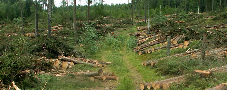 Färdväg.  Foto: Jan Bengtsson