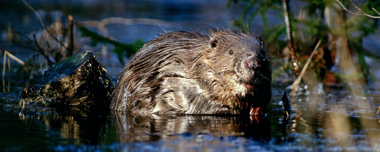 Bäver. Foto: Kenneth Johansson