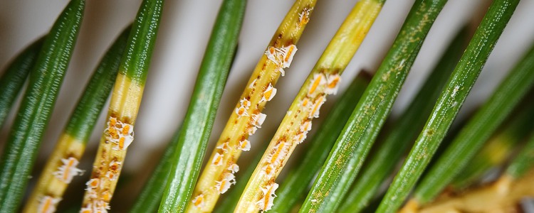 Skvattramrost i närbild. Svampen angriper granens årsbarr som blir orangegula och får blåslika fruktkroppar.  Foto: Marcus Pettersson
