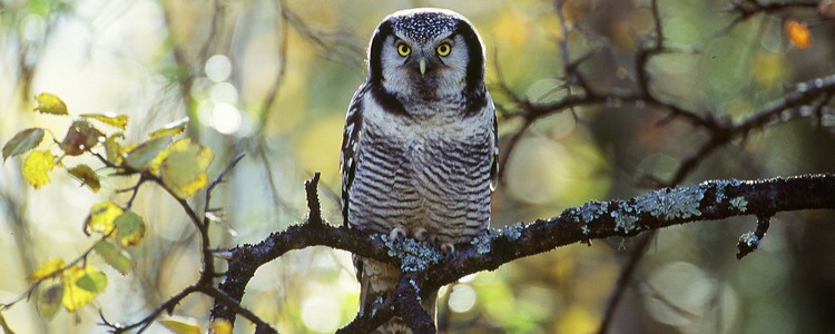 Hökuggla. Foto: Kenneth Johansson