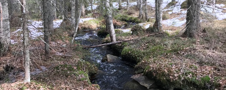 Skogsbäck porlar genom relativt gles barrskog med en del björkar. Marken är delvis täckt av snö.