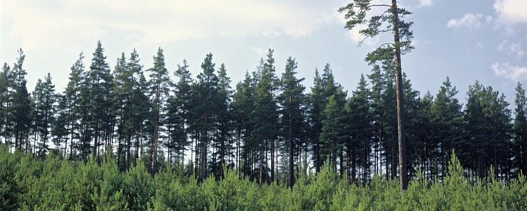 Tallplantering.  Foto: Michael Ekstrand