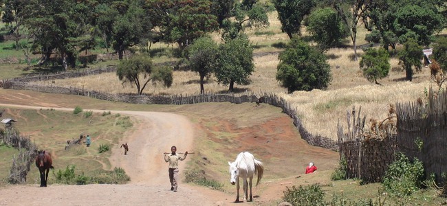 Highland agroforestry Ethiopia