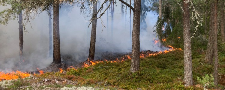 Naturvårdsbränning i tallskog. Foto: Magnus Nordström